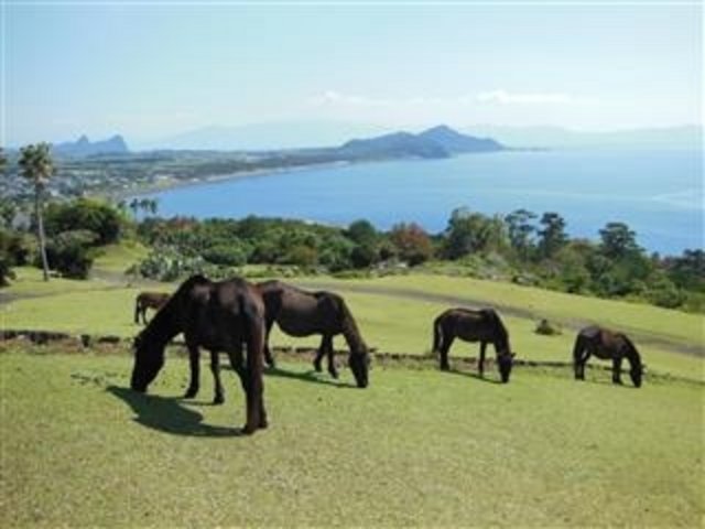 🏞️ 가이몬 산기슭 자연공원(토카라 말 목장) 이미지 2